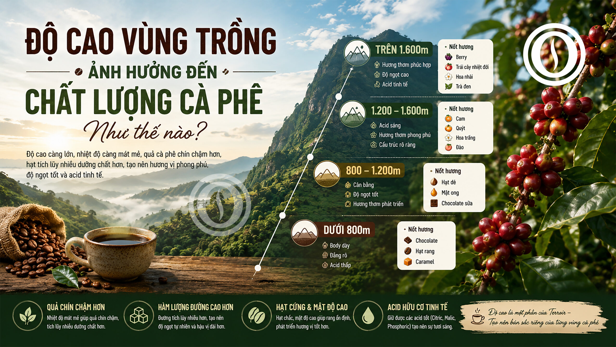 Độ Cao Vùng Trồng Cà phê Ảnh Hưởng Đến Chất Lượng Ra Sao?