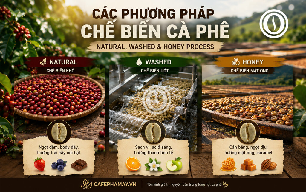 Phương pháp chế biến cà phê