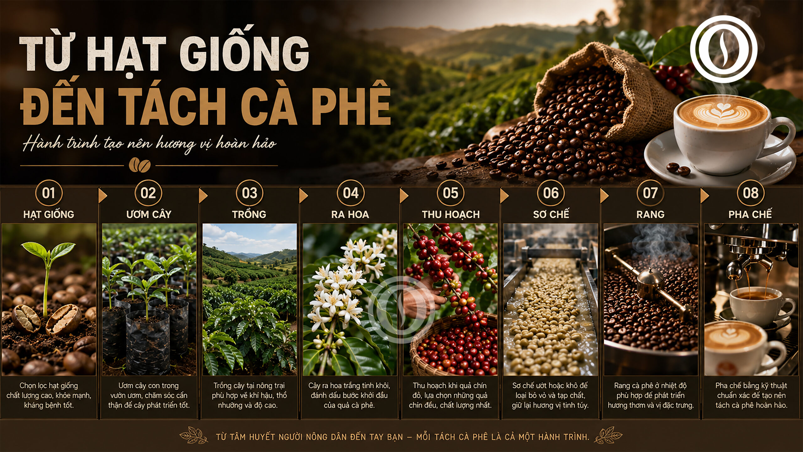 Cà Phê Là Gì? Hành Trình Từ Hạt Giống Đến Tách Cà Phê Hoàn Chỉnh